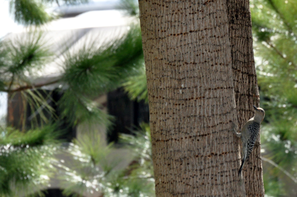 woodpecker on a tree