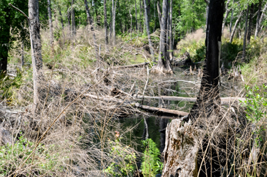 a swamp area 