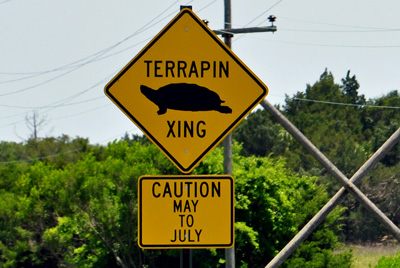 turtle crossing