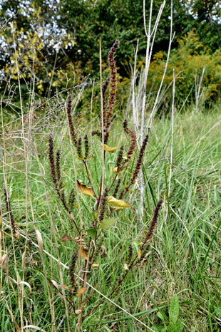 flowers in the Josephine Sculpture Park