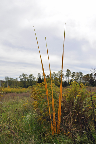  the Sway sculptures throughout the garden