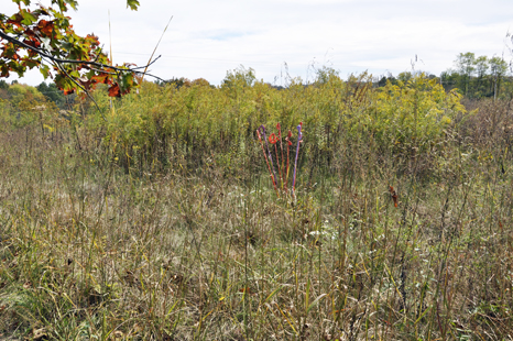  the Sway sculptures throughout the garden