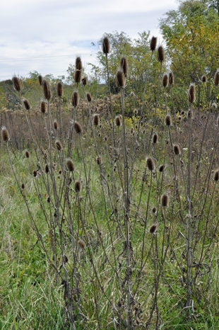 flowers in the Josephine Sculpture Park
