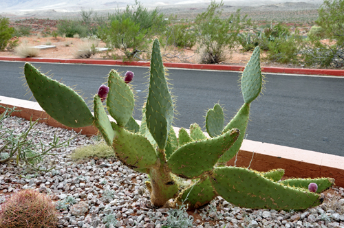 Hedgehog Cactus