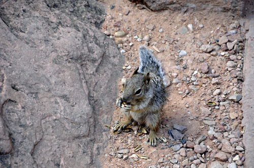 squirrel at Zion National Park