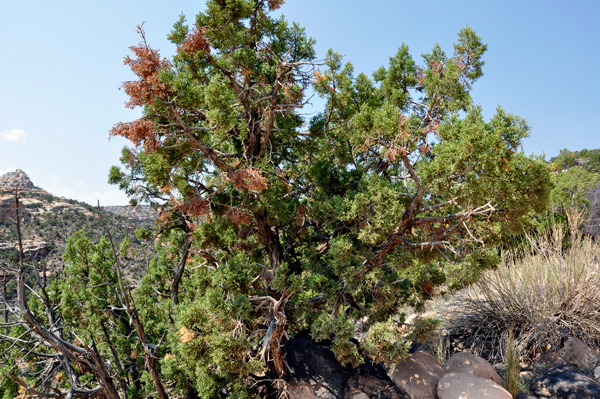 vegetation