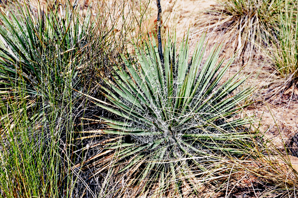 Yucca plant
