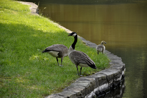 ducks