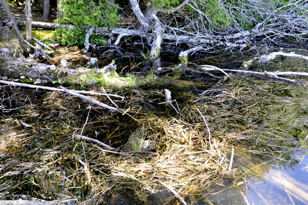 view from the boardwalk at Largo Springs