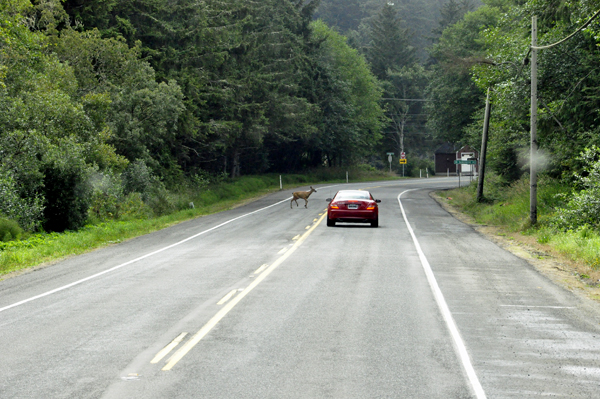 A deer crossing the road