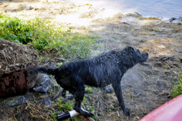 Murphy shaking off the water