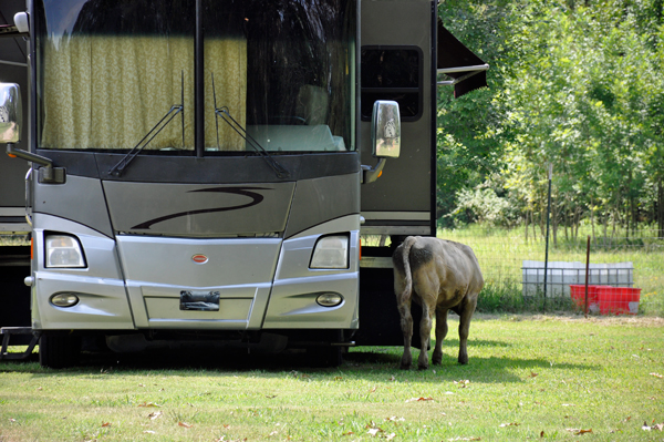 cow looking under the RV
