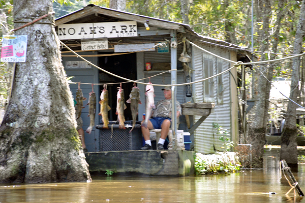 really big catfish