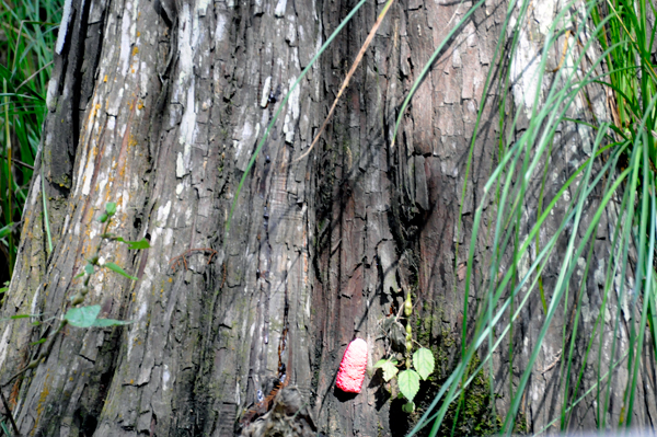 snail egg