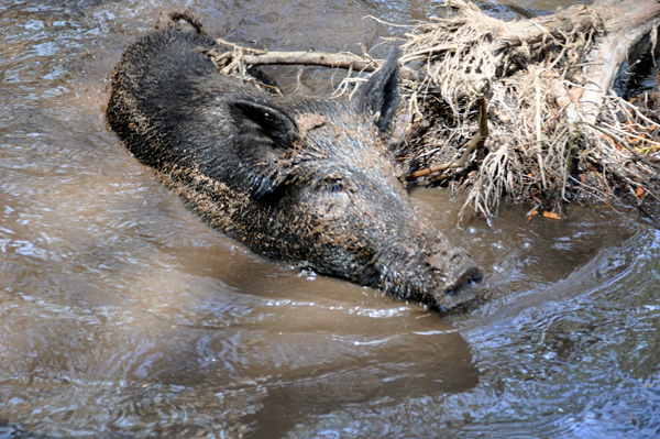 feral pig