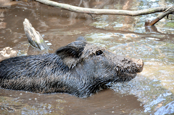 feral pig 