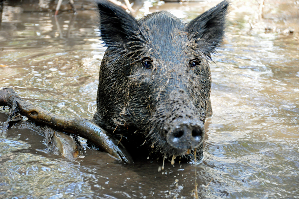 feral hog