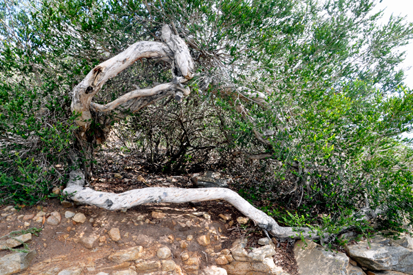 still life photography