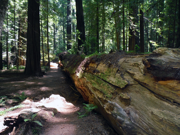 Dyerville Giant