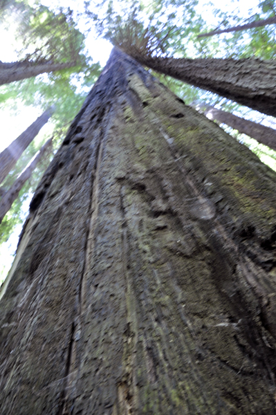 Looking up a tree