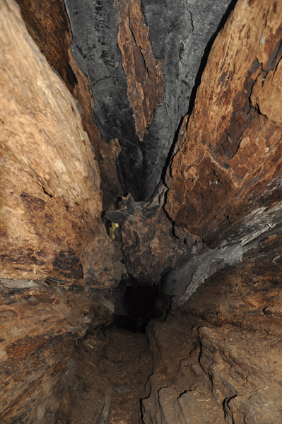 The inside of a tree
