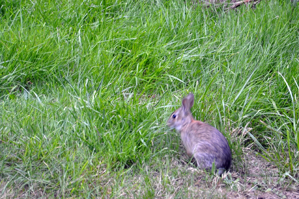rabbit