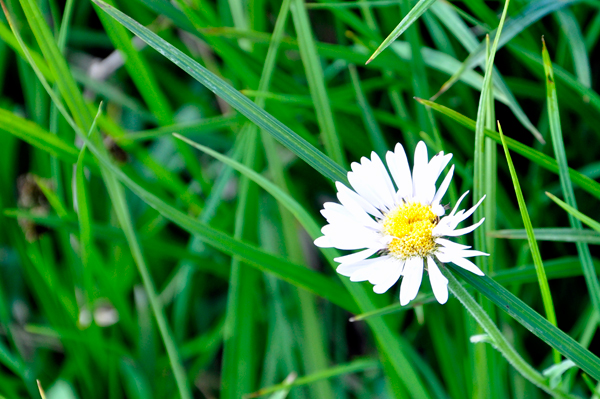 Wandering Fleabane flower