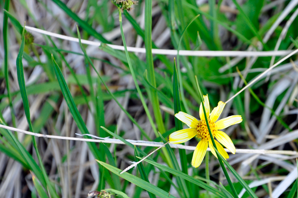 Broadleaf Arnica flower