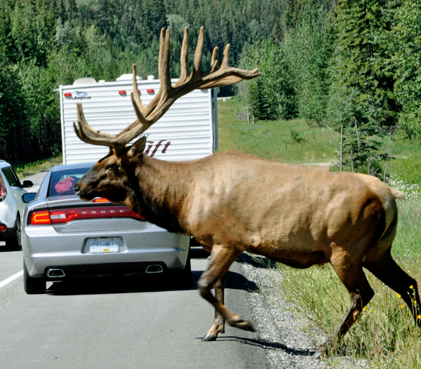elk crossing the road
