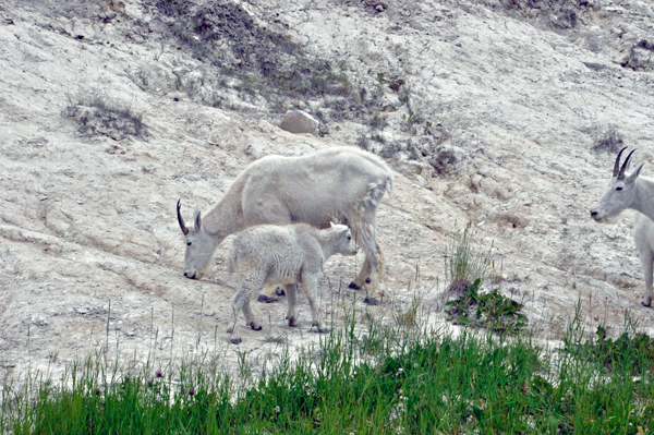 Mountain goats