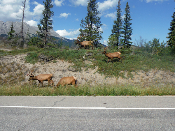 4 elk