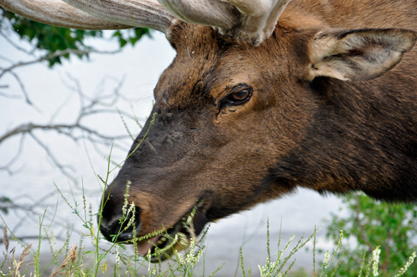 elk looking into the window of the two RV Gypsies