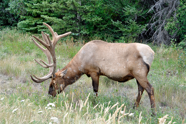 elk