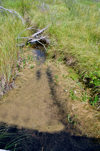 alley of water