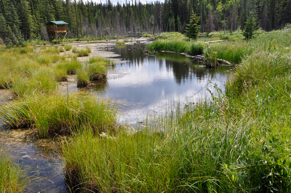 marsh and lookout tower