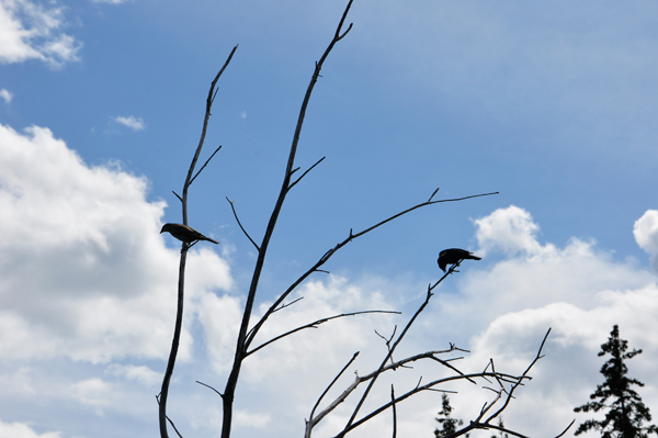 birds in a tree