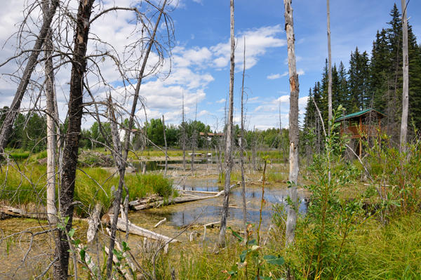 wetlands