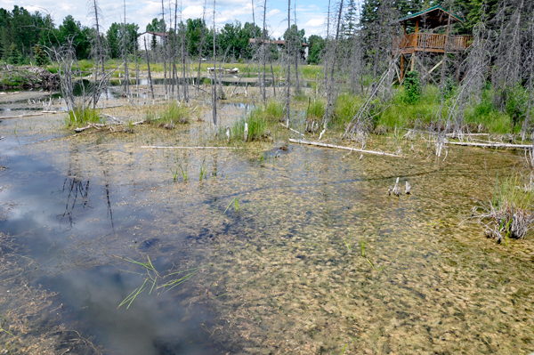 wetlands