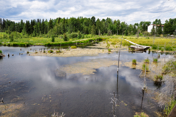 wetlands