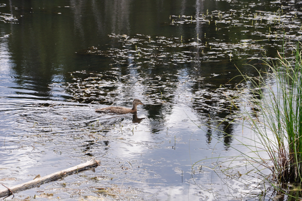 duck