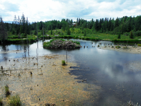 a small beaver dam