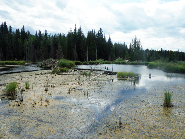 a small beaver dam