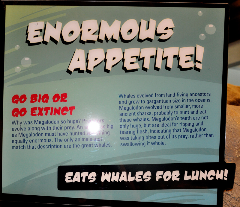 sign about Magalodon