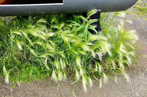 grass under the pipeline