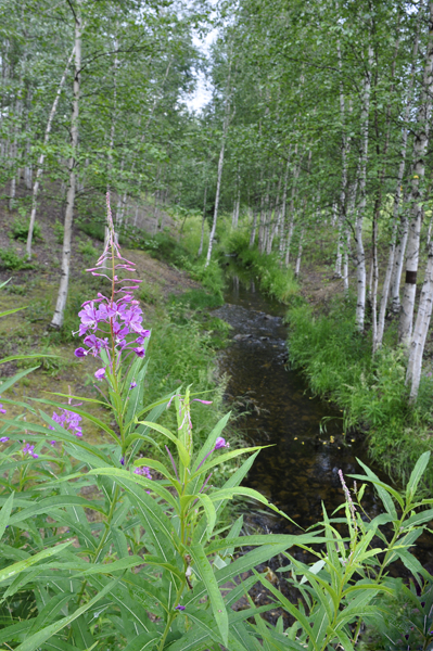 view from the bridge