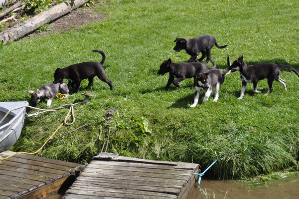 sled dogs