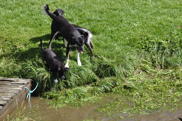 sled dogs jumping into the river