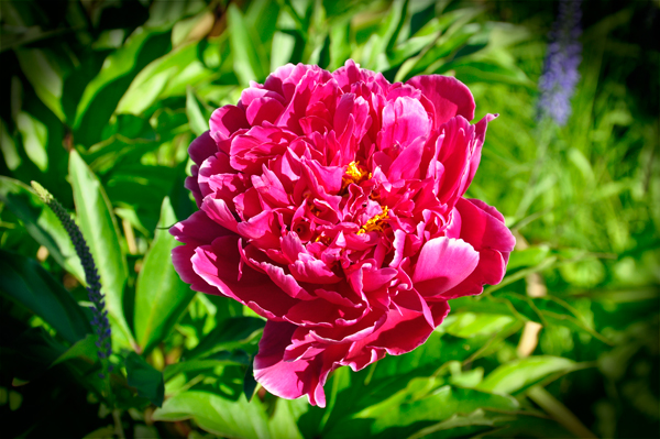 flower at Georgeson Botanical Garden
