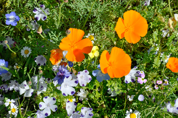 flowers at Georgeson Botanical Garden