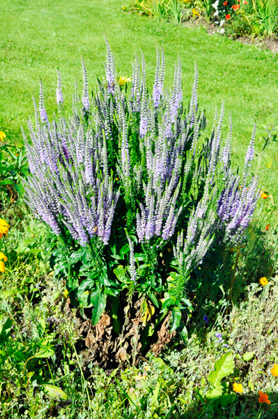 flowers at Georgeson Botanical Garden
